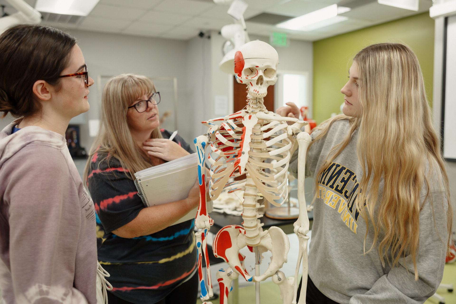 A student of medicine examining an anatomical model